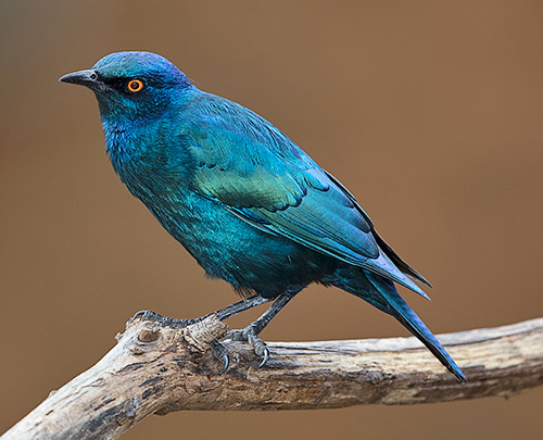 Cape Glossy Starling
